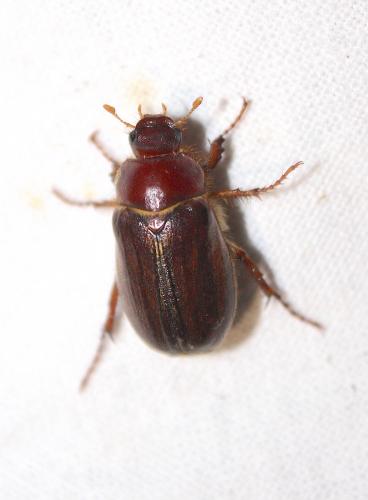 Amphimallon majale